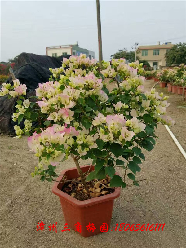 ӣ��ɫ������͸�죩 �߶�50-70CMͼƬ