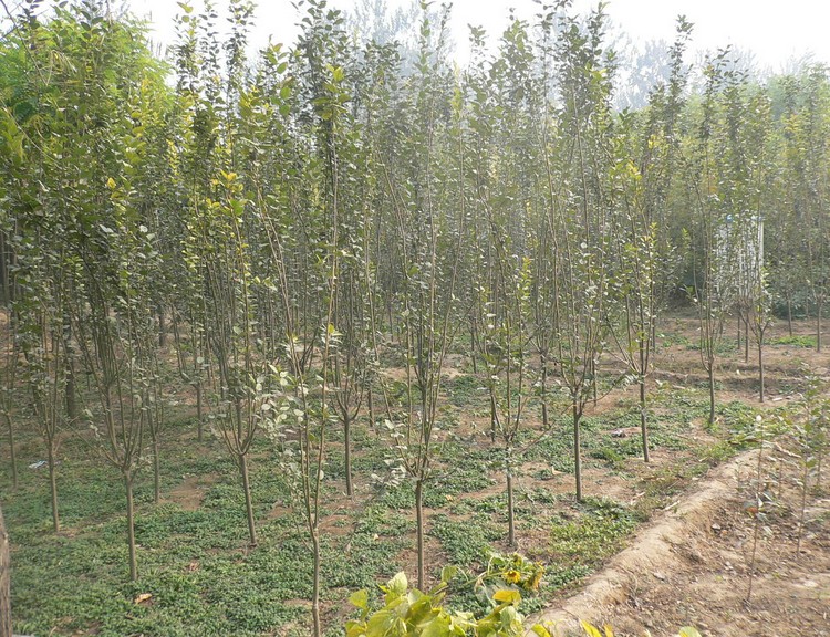 ��������ͼƬ