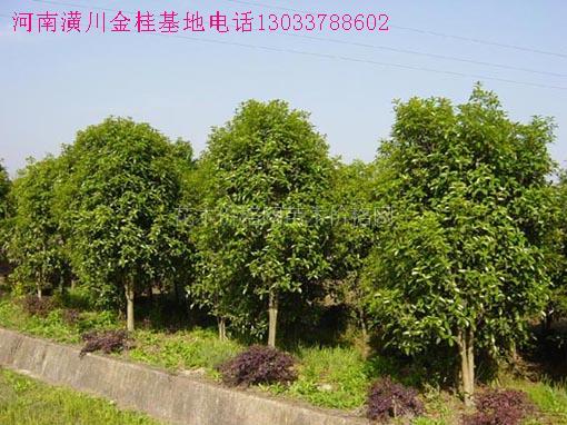 ��Ӧ�ļ���Ц�򡢹�Ӧ�𻨡���Ӧ���¹𻨣����۸����ͼƬ