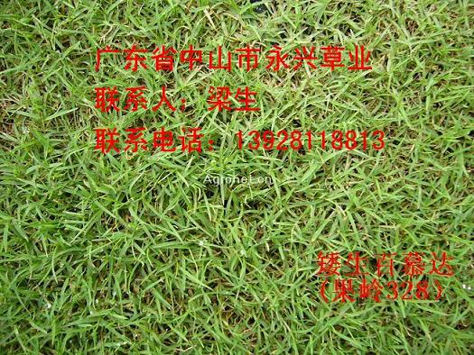 ������Ľ�����328��ͼƬ